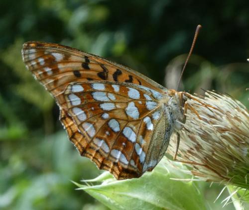 Argynnis adippe